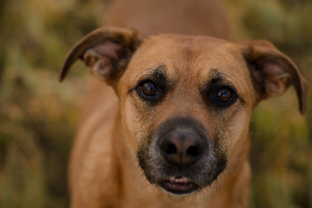Close-up portrait of a family dog outdoors during a fall family mini session in Castle Rock, Colorado.